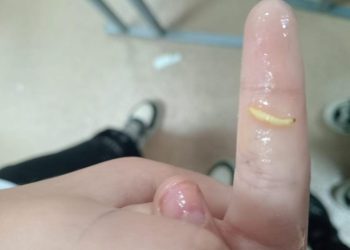 В школе Улкен Нарына в супе для детей нашли червя