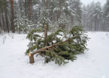 ОПМ «Шырша»: полиция на страже хвойных деревьев