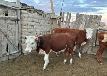 Полицейские ВКО по горячим следам раскрыли факт скотокрадства