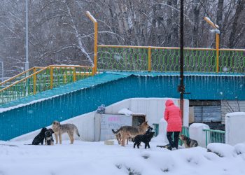 Аким ВКО потребовал срочно решить проблему бездомных собак в Усть-Каменогорске