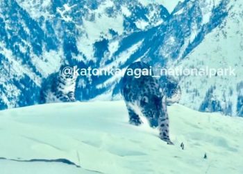 Редкие кадры: снежный барс с тремя детёнышами попал в объектив