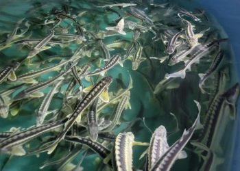 Цифровизация рыбной отрасли: «E-Fish» и новый модуль для аквакультуры