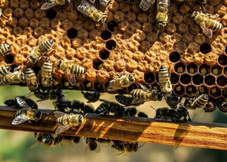 Фото: Министерство сельского хозяйства РК