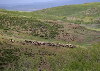 В ВКО за 2025 год государству возвращено 120 тысяч гектаров сельхозземель