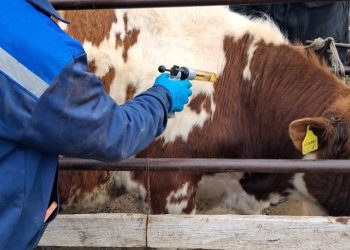 В ВКО обеспечен полный охват вакцинацией сельхозживотных