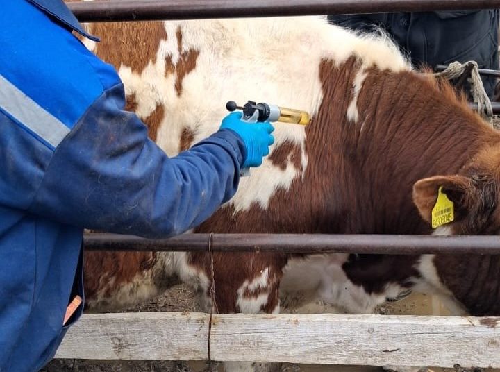 Фото: Управление ветеринарии ВКО