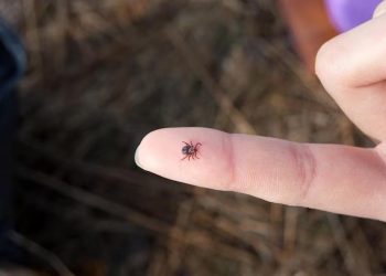 В ВКО стартовал сезон активности клещей: жителей приглашают на вакцинацию