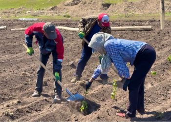 Новый малинник появился в селе Манат ВКО