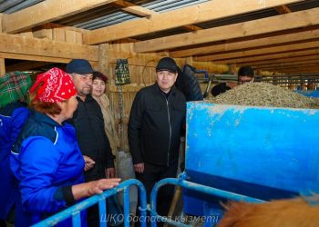 Симментальские коровы и автоматизированное производство: как развивается молочное животноводство в Уланском районе