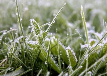 Заморозки до −3°C ожидаются на севере и востоке ВКО
