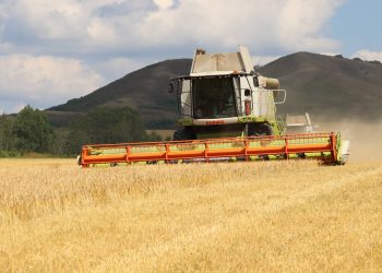 Аграрии Восточного Казахстана убрали 97% зерновых площадей
