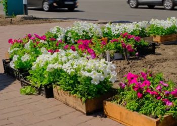 Өскемен көшелері гүлдене бастады