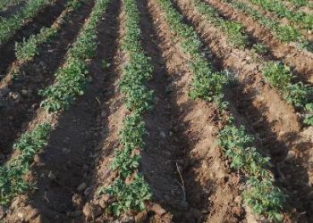 ШҚО-да суару каналдарын тазарту жұмыстары жалғасып жатыр