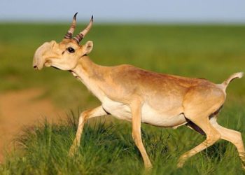 4 миллионға таяп қалды: еліміздегі киік саны реттелетін болады