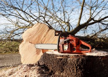 Қазақстаннан ағаш материалдардың кей түрлерін әкетуге тыйым салынды