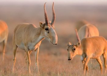 Қазақстан Қытайға 1500 киік сыйға тартты