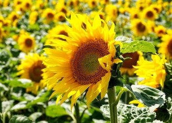 ШҚО-ның май зауыттары жергілікті өніммен жартылай ғана қамтылған