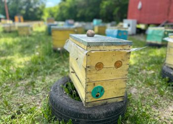 Алтай балы жапондарды қызықтырды