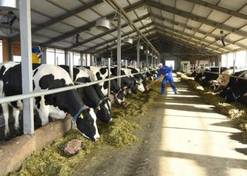 Мал бордақылауға жеңілдетілген несие бере бастады