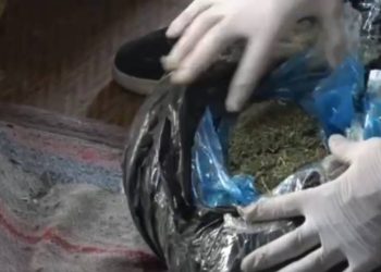 «Қарасора-2025»: ШҚО тұрғынынан 20 келіден астам марихуана тәркіленді