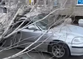 Көлігін ағаш басып қалған өскемендік тұрғын 2,5 млн теңге өтемақы өндіріп алды