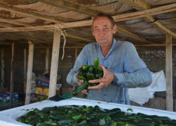 Тамшылатып суару: Күршімдік диқандар жаңа технологияға бет бұра бастады