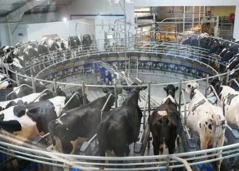 Цифрлық бақташы: Қазақстанда мал бағудың заманауи тәсілі енгізілмек