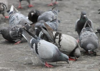 Құстарға жем берген үшін айыппұл салынады – 103 мың теңге