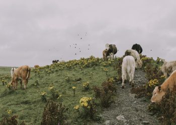 Ақмола облысында екі ауыл карантинге жабылды