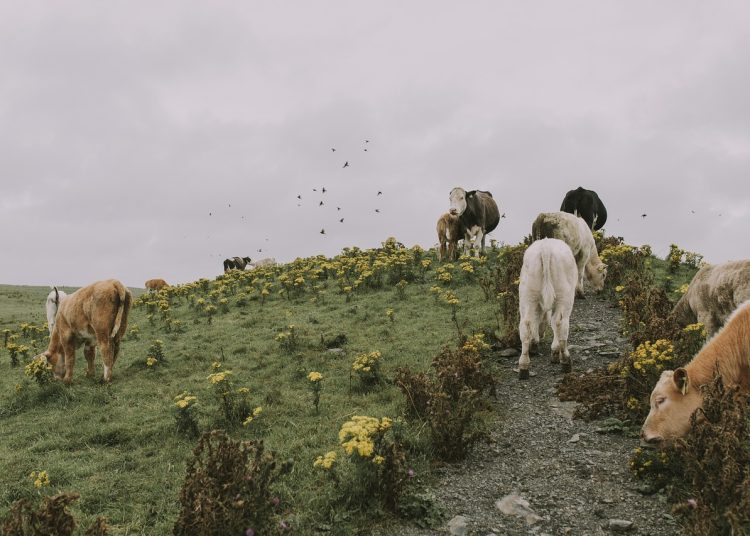 Фото: pixabay.com