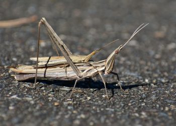 Егін алқаптарында шегіртке қаптап жатыр – ШҚО