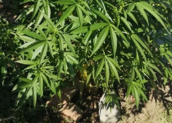 ШҚО тұрғыны үйінің ауласында қарасора өсірген