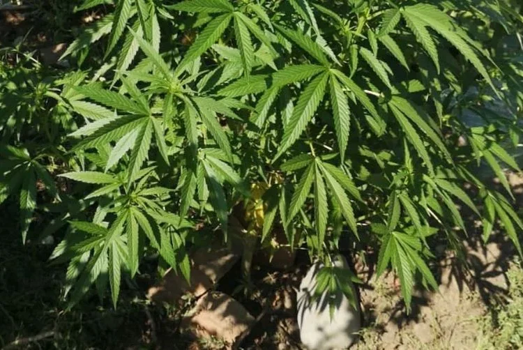 ШҚО тұрғыны үйінің ауласында қарасора өсірген