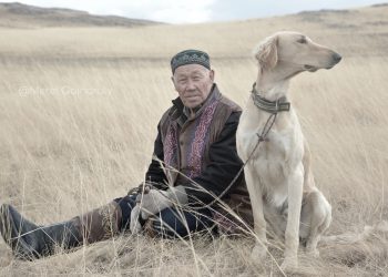 Әлемнің назары тазыға ауды: Тоқаев ұлттық мұраны қорғауға пәрмен берді