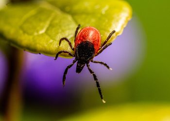 ШҚО-да 4 мыңнан астам адамды кене шаққан