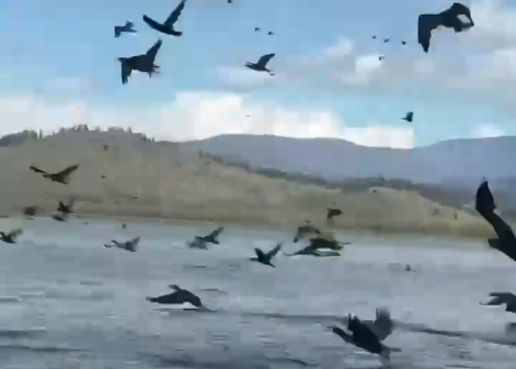 Фото: видеодан алынған кадр