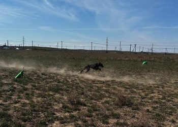 «Жебеге» жетер тазы жоқ: Өскеменнің іргесінде шырға тартты