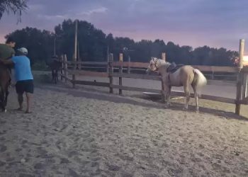 Бәрі тек алғыс үшін: Семейде тегін иппотерапия жұмыс істейді