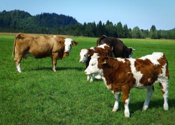 Етті мал шаруашылығын дамытуға ден қойды – Күршім