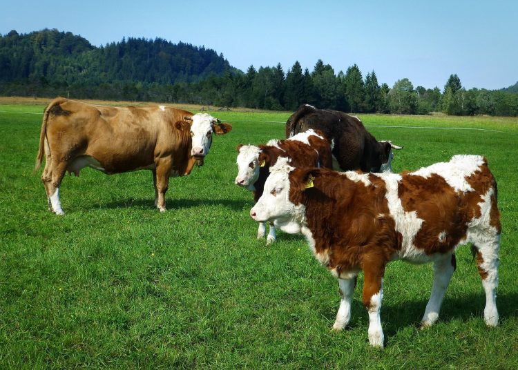 Фото: pixabay.com