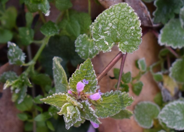 ШҚО-да ертең қар аралас жаңбыр жауады