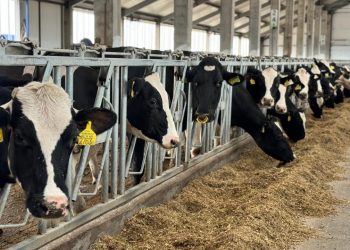 Қазақстанда мал басы артқан