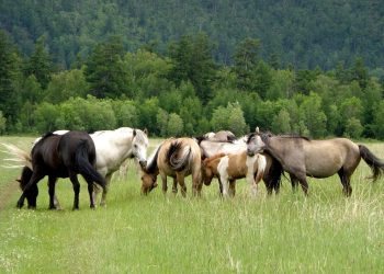 Қораңызда қанша мал бар: бүгін ауыл шаруашылығы санағы басталды
