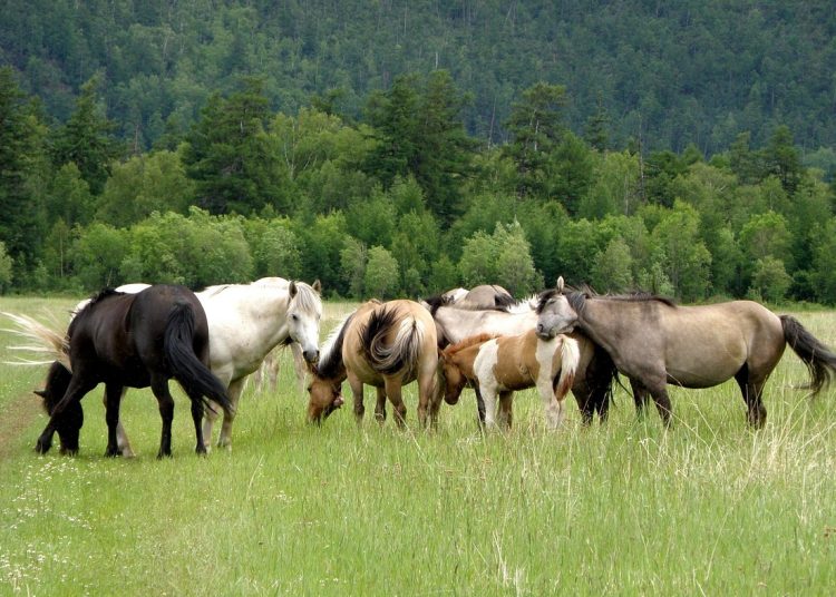 Фото: pixabay.com