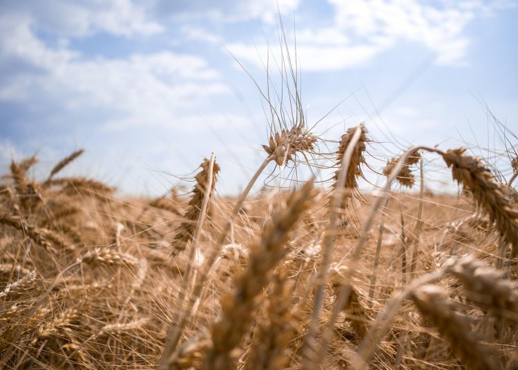 Фото: pixabay.com