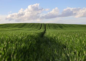 Жерді басқа мақсатта пайдаланған тұрғын жауапқа тартылды – ШҚО