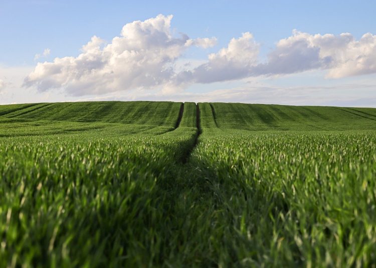 Жерді басқа мақсатта пайдаланған тұрғын жауапқа тартылды – ШҚО