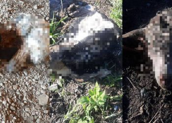 ШҚО-да мал ұрлығына қатысы бар тағы бір топ ұсталды