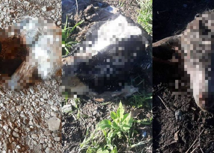 ШҚО-да мал ұрлығына қатысы бар тағы бір топ ұсталды