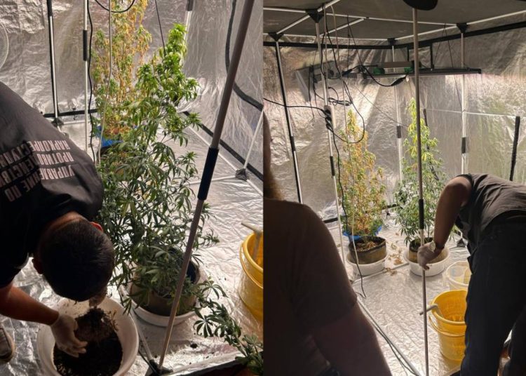 Өскемен тұрғыны үйінде қарасора өсірген